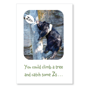 Boxed greeting cards: animals