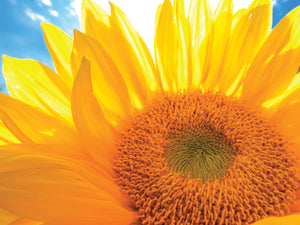 Boxed note cards: sunflowers (2nd in series)