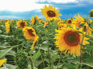 Boxed note cards: sunflowers (2nd in series)