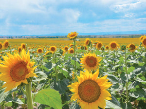 Boxed note cards: sunflowers (2nd in series)