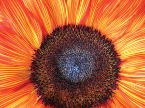 Boxed note cards: sunflowers (2nd in series)
