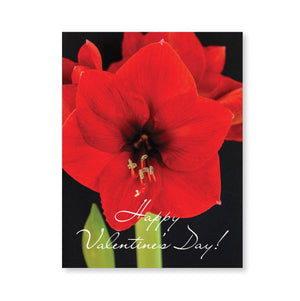 Boxed note cards: Valentine's Day (red amaryllis)