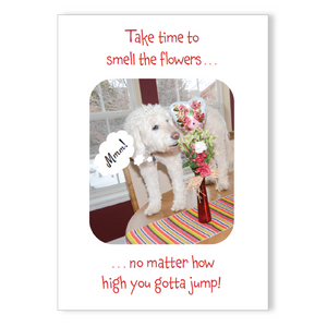 Boxed greeting cards: animals
