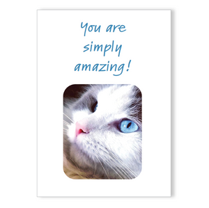 Boxed greeting cards: animals