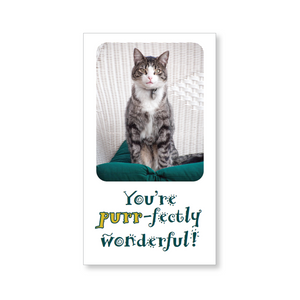 Mini lunch box buddies—You are purr-fectly wonderful! (includes 10 mini cards)