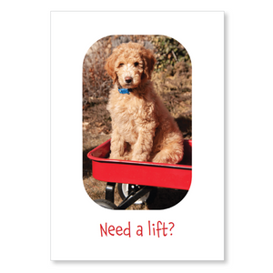 Boxed greeting cards: animals