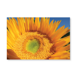 Boxed note cards: sunflowers (1st in series)