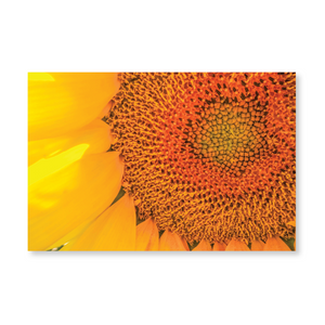 Boxed note cards: sunflowers (1st in series)