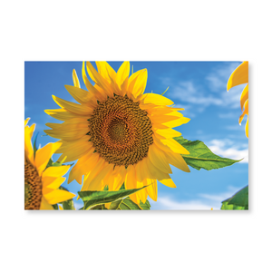 Boxed note cards: sunflowers (1st in series)