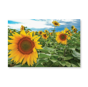 Boxed note cards: sunflowers (1st in series)