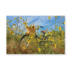 Boxed note cards: wild sunflowers