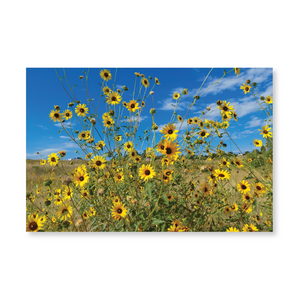 Boxed note cards: wild sunflowers