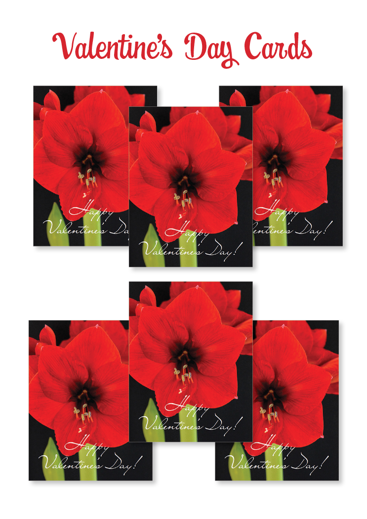 Boxed note cards: Valentine's Day (red amaryllis)